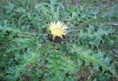 whole  : nom scientifique : Carlina acanthifolia All. , Carlina , Asteraceae 