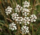 flower  : nom scientifique : Carum verticillatum W.D.J. Koch , Carum , Apiaceae 