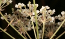 stemleaf  : nom scientifique : Carum verticillatum W.D.J. Koch , Carum , Apiaceae 