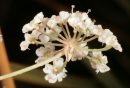 flower  : nom scientifique : Carum verticillatum W.D.J. Koch , Carum , Apiaceae 