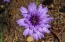 flower  : nom scientifique : Catananche caerulea L. , Catananche , Asteraceae 