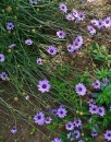 whole  : nom scientifique : Catananche caerulea L. , Catananche , Asteraceae 