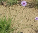 stemleaf  : nom scientifique : Catananche caerulea L. , Catananche , Asteraceae 