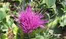 flower  : nom scientifique : Cirsium acaule Scop. , Cirsium , Asteraceae 