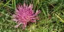 flower  : nom scientifique : Cirsium acaule Scop. , Cirsium , Asteraceae 