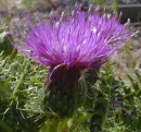 flower  : nom scientifique : Cirsium acaule Scop. , Cirsium , Asteraceae 