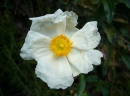 flower  : nom scientifique : Cistus laurifolius L. , Cistus , Cistaceae 