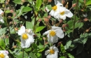 whole  : nom scientifique : Cistus laurifolius L. , Cistus , Cistaceae 