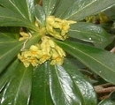 flower  : nom scientifique : Daphne laureola L. , Daphne , Thymelaeaceae 