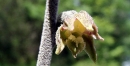 flower  : nom scientifique : Epipactis microphylla Sieber ex Nyman , Epipactis , Orchidaceae 