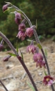 flower  : nom scientifique : Epipactis atrorubens (Hoffm. ex Bernh.) Besser , Epipactis , Orchidaceae 