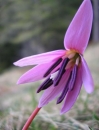 flower  : nom scientifique : Erythronium dens-canis L. , Erythronium , Liliaceae 