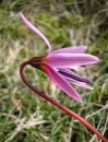 flower  : nom scientifique : Erythronium dens-canis L. , Erythronium , Liliaceae 