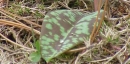 flower  : nom scientifique : Erythronium dens-canis L. , Erythronium , Liliaceae 