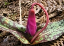 whole  : nom scientifique : Erythronium dens-canis L. , Erythronium , Liliaceae 