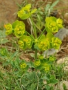 whole  : nom scientifique : Euphorbia serrata L. , Euphorbia , Euphorbiaceae 