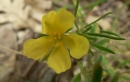 flower  : nom scientifique : Fumana procumbens Gren. & Godron , Fumana , Cistaceae 