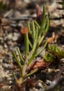 leaf  : nom scientifique : Fumana procumbens Gren. & Godron , Fumana , Cistaceae 