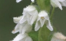 flower  : nom scientifique : Goodyera repens (L.) R. Br. , Goodyera , Orchidaceae 