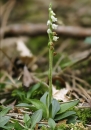 whole  : nom scientifique : Goodyera repens (L.) R. Br. , Goodyera , Orchidaceae 