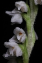 flower  : nom scientifique : Goodyera repens (L.) R. Br. , Goodyera , Orchidaceae 