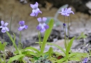 whole  : nom scientifique : Pinguicula longifolia Ramond ex DC. , Pinguicula , Lentibulariaceae 