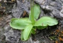 leaf  : nom scientifique : Pinguicula longifolia Ramond ex DC. , Pinguicula , Lentibulariaceae 