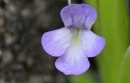 flower  : nom scientifique : Pinguicula longifolia Ramond ex DC. , Pinguicula , Lentibulariaceae 