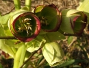 flower  : nom scientifique : Helleborus foetidus L. , Helleborus , Ranunculaceae 