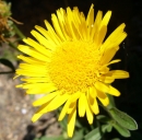 flower  : nom scientifique : Inula montana L. , Inula , Asteraceae 