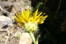 flower  : nom scientifique : Inula montana L. , Inula , Asteraceae 