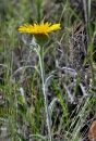 whole  : nom scientifique : Inula montana L. , Inula , Asteraceae 