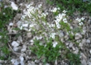 flower  : nom scientifique : Kernera saxatilis (L.) Rchb. , Kernera , Brassicaceae 