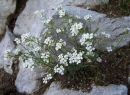 whole  : nom scientifique : Kernera saxatilis (L.) Rchb. , Kernera , Brassicaceae 