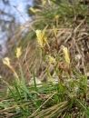 whole  : nom scientifique : Carex humilis Leyss. , Carex , Cyperaceae 