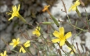 flower  : nom scientifique : Mycelis muralis (L.) Dumort. , Mycelis , Asteraceae 