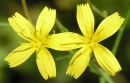 flower  : nom scientifique : Mycelis muralis (L.) Dumort. , Mycelis , Asteraceae 