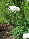 whole  : nom scientifique : Laserpitium latifolium L. , Laserpitium , Apiaceae 