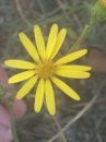 flower  : nom scientifique : Senecio inaequidens DC. , Senecio , Asteraceae 