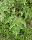 leaf  : nom scientifique : Laserpitium latifolium L. , Laserpitium , Apiaceae 