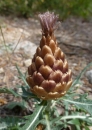 flower  : nom scientifique : Leuzea conifera DC. , Leuzea , Asteraceae 