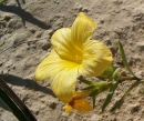 flower  : nom scientifique : Linum flavum L. , Linum , Linaceae 