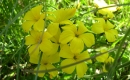 flower  : nom scientifique : Linum flavum L. , Linum , Linaceae 