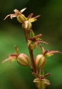 flower  : nom scientifique : Listera cordata (L.) R. Br. , Listera , Orchidaceae 