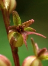 flower  : nom scientifique : Listera cordata (L.) R. Br. , Listera , Orchidaceae 