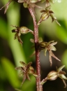 stemleaf  : nom scientifique : Listera cordata (L.) R. Br. , Listera , Orchidaceae 