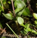 leaf  : nom scientifique : Listera cordata (L.) R. Br. , Listera , Orchidaceae 