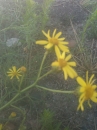 flower  : nom scientifique : Senecio inaequidens DC. , Senecio , Asteraceae 