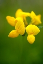 flower  : nom scientifique : Lotus corniculatus L. , Lotus , Fabaceae 