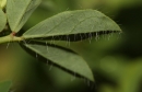 leaf  : nom scientifique : Lotus corniculatus L. , Lotus , Fabaceae 